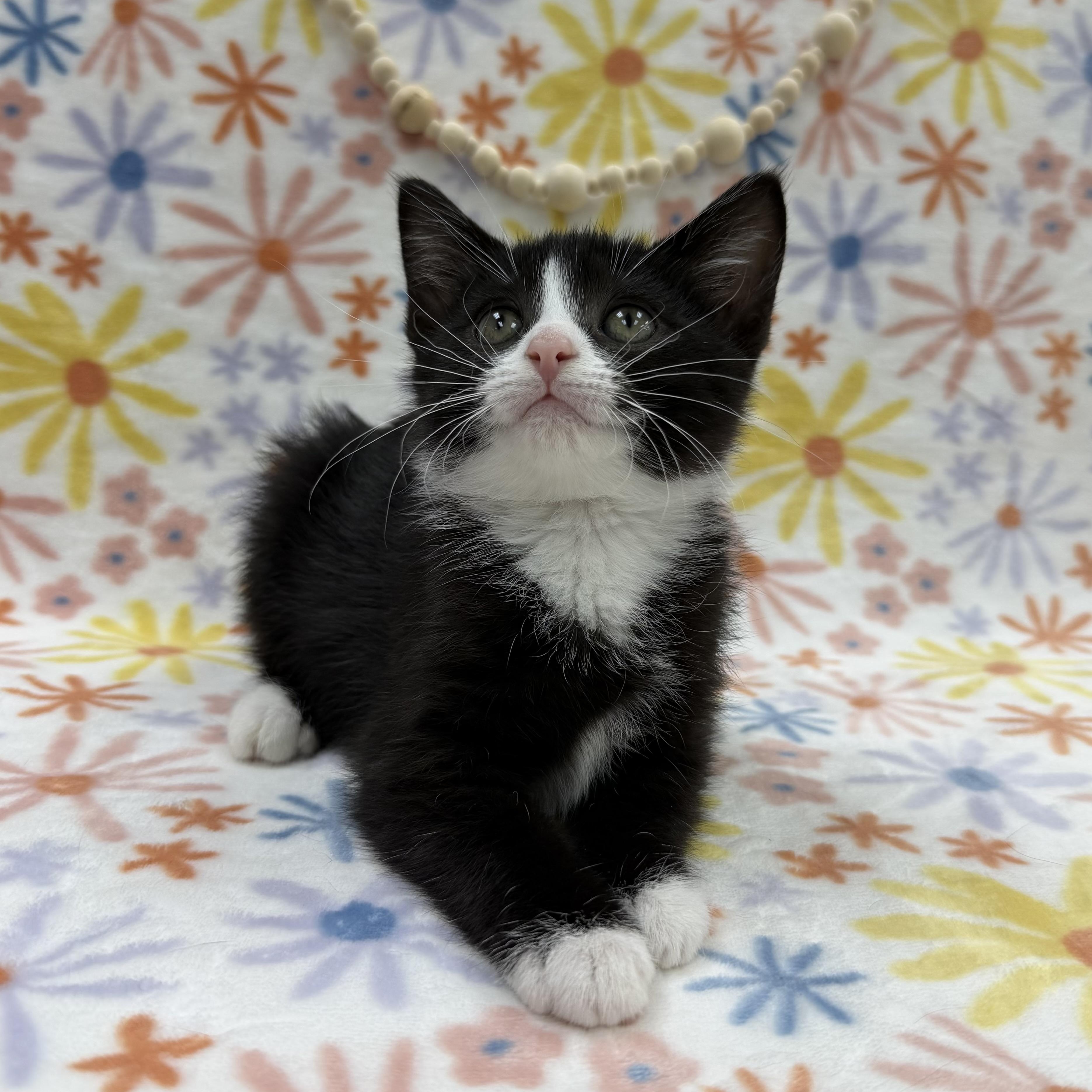 Sassafras, a ADOPTABLE Domestic Short Hair in Columbus, OH image 5/6