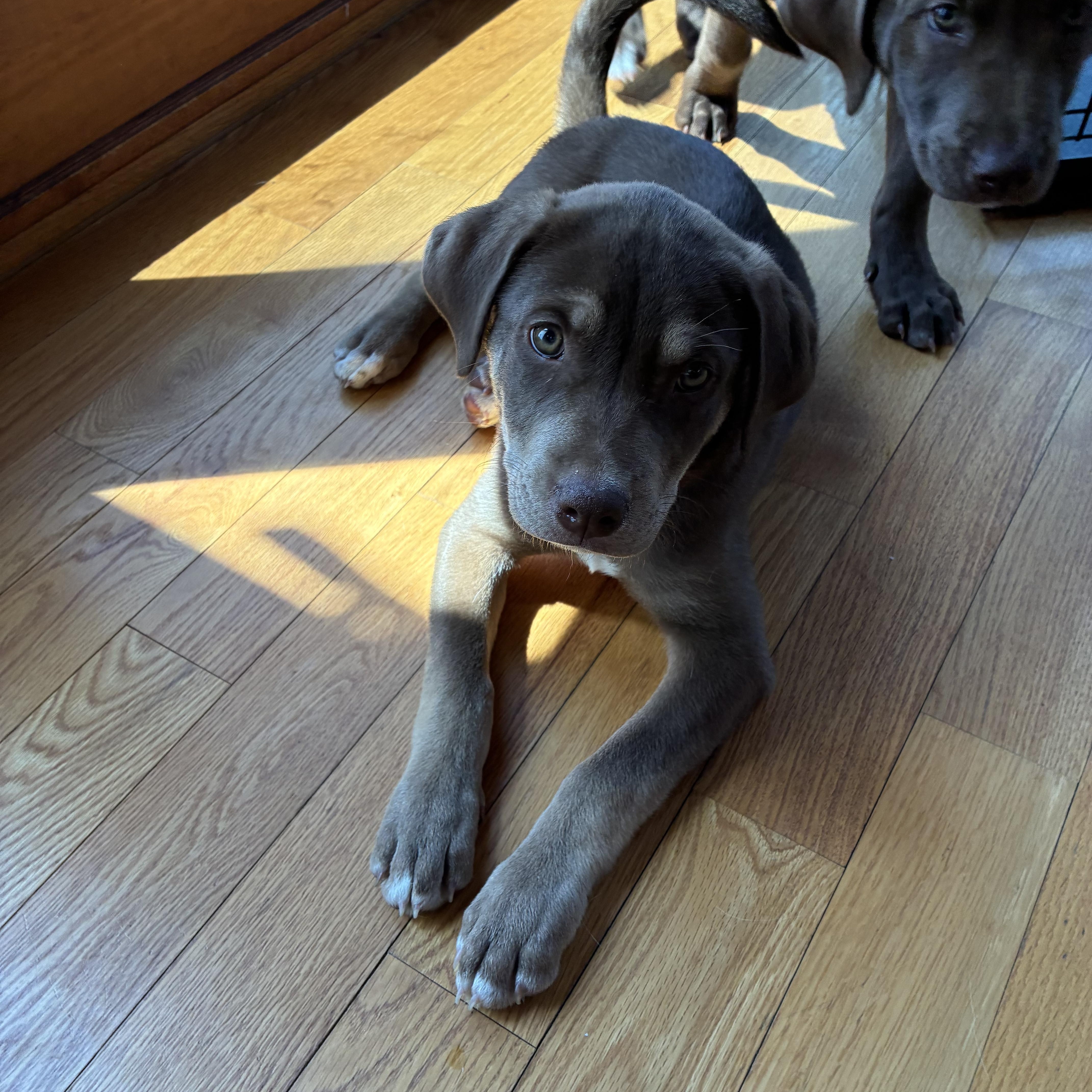 Enlarge Ollie - In Vermont, a Adoptable mixed breed in New Boston, NH image 2/5