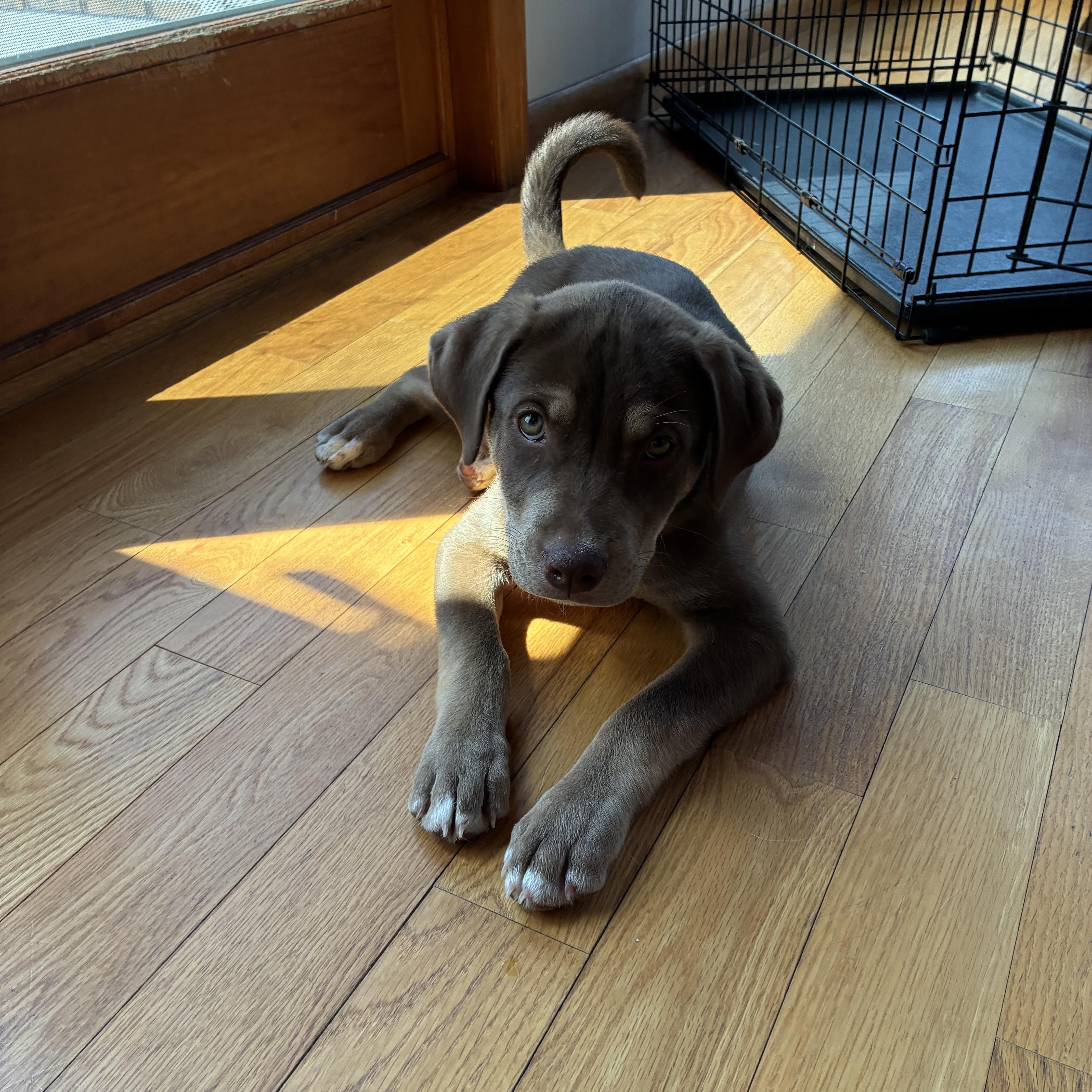 Enlarge Ollie - In Vermont, a Adoptable mixed breed in New Boston, NH image 3/5