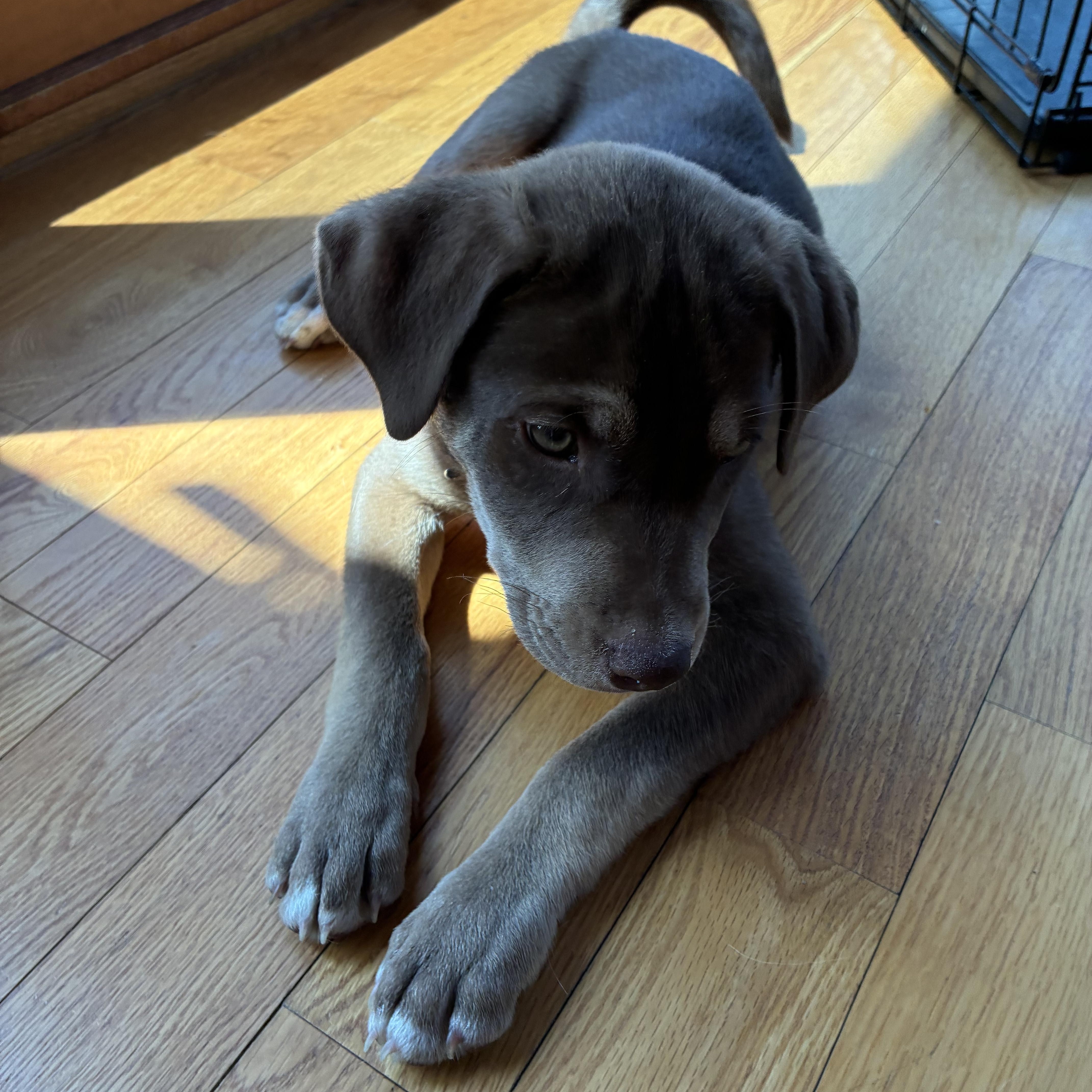 Enlarge Ollie - In Vermont, a Adoptable mixed breed in New Boston, NH image 4/5