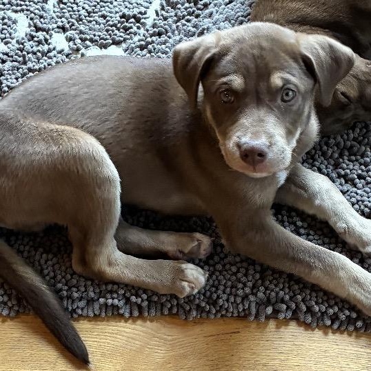 Ollie - In Vermont, Adoptable, Puppy Male Labrador Retriever.