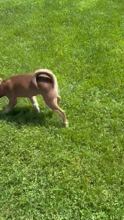 Enlarge Ollie - In Vermont, a Adoptable mixed breed in New Boston, NH video 5/5