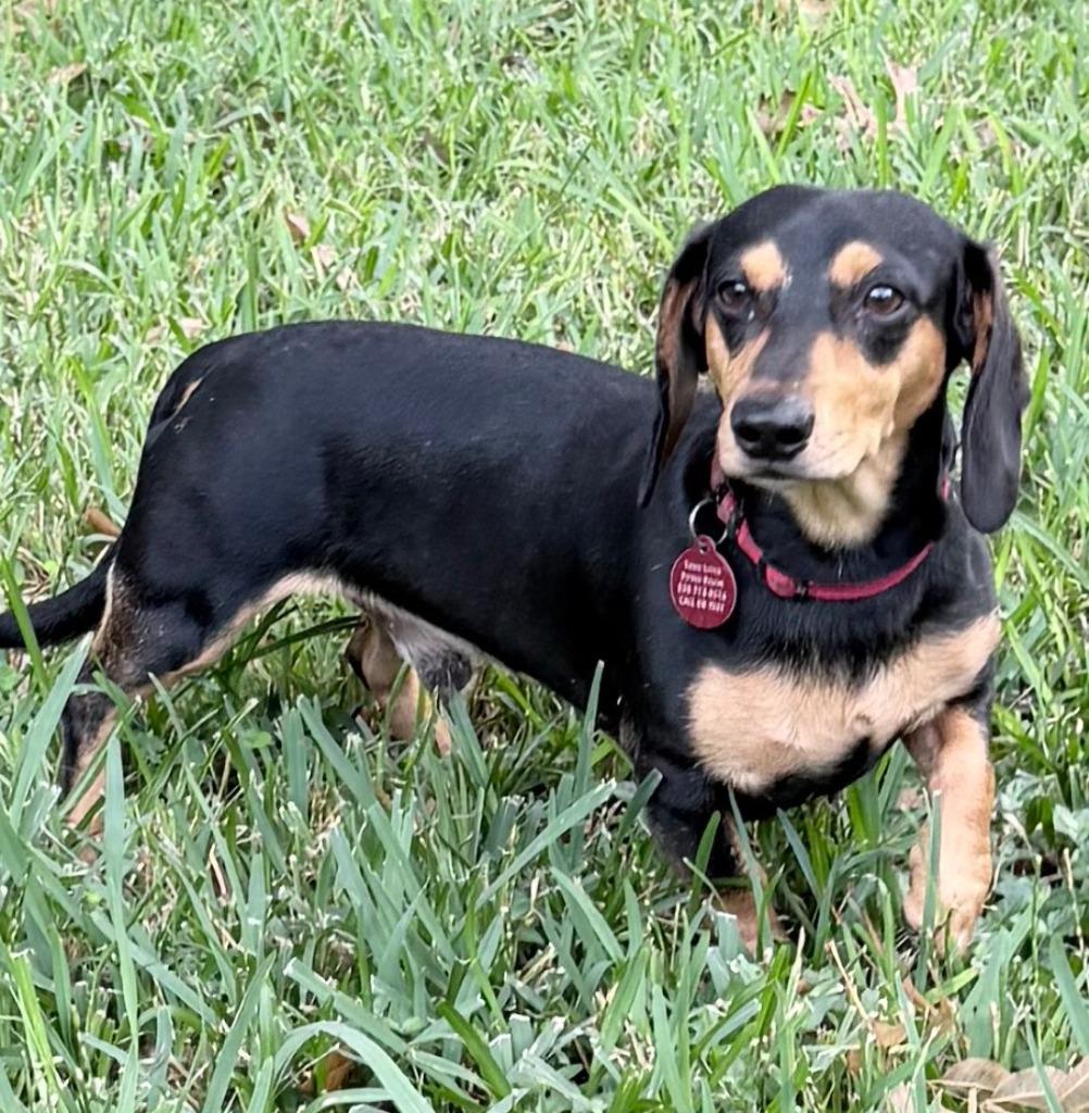 Raffi, Adoptable, Adult Male Dachshund.
