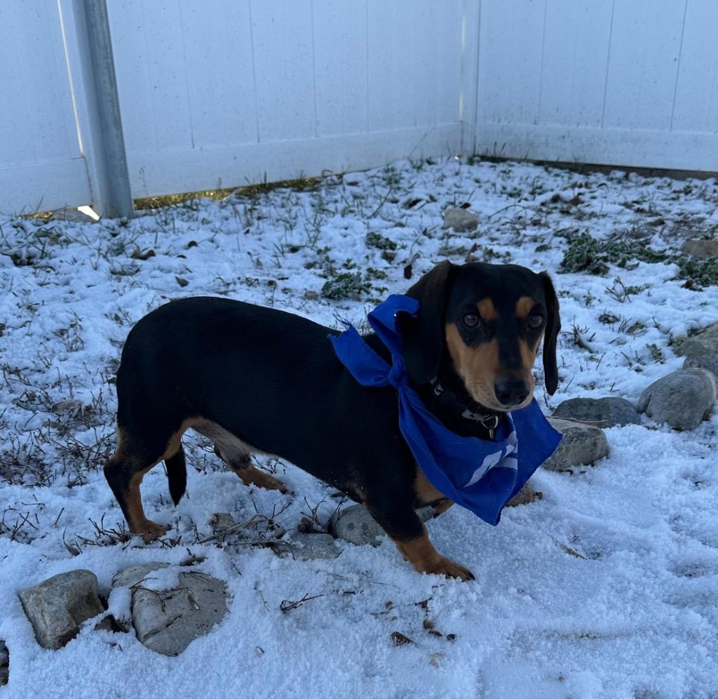 Enlarge Raffi, a Adoptable Dachshund in Logan, UT image 2/2