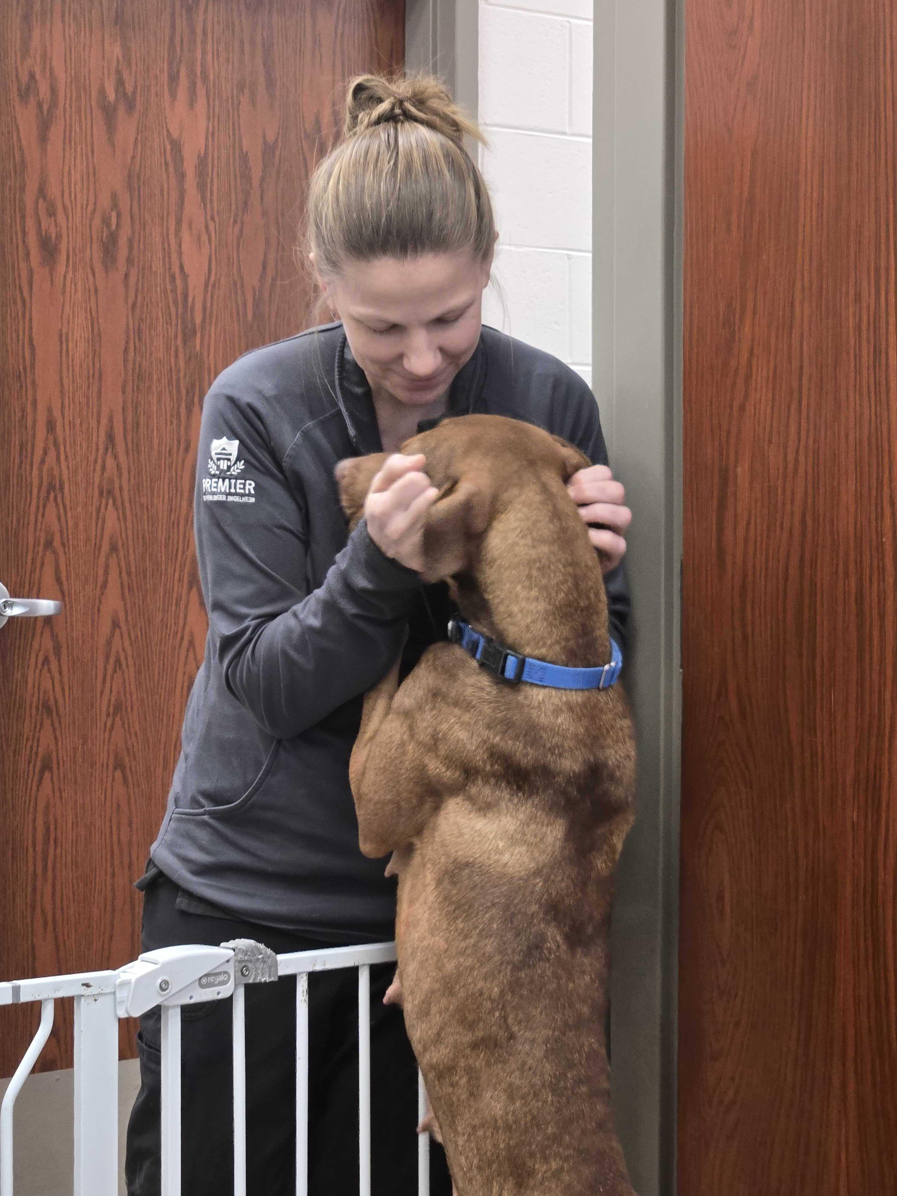 Enlarge Guinevere , a ADOPTABLE mixed breed in Maidens, VA image 3/5