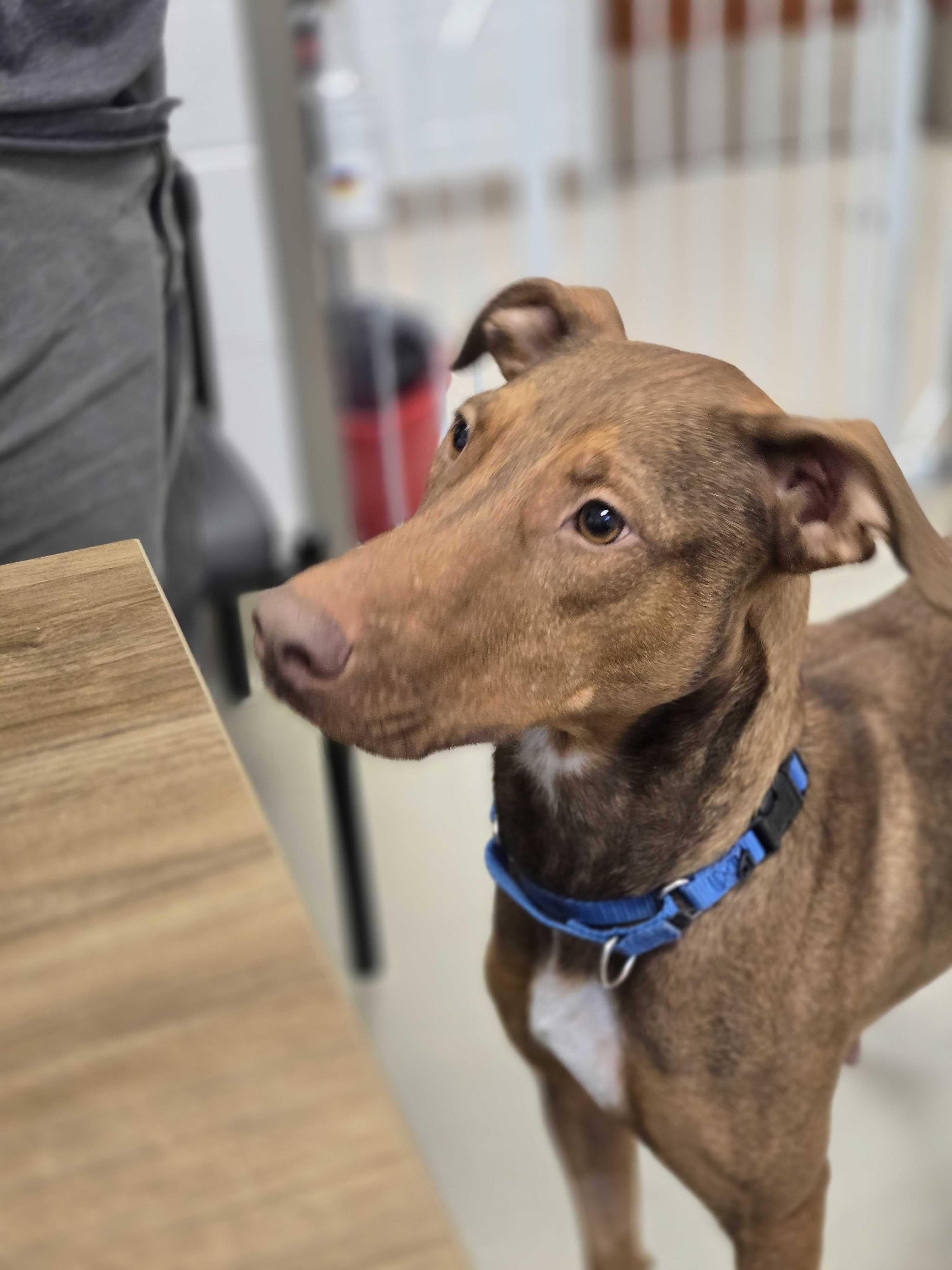 Enlarge Guinevere , a ADOPTABLE mixed breed in Maidens, VA image 1/5