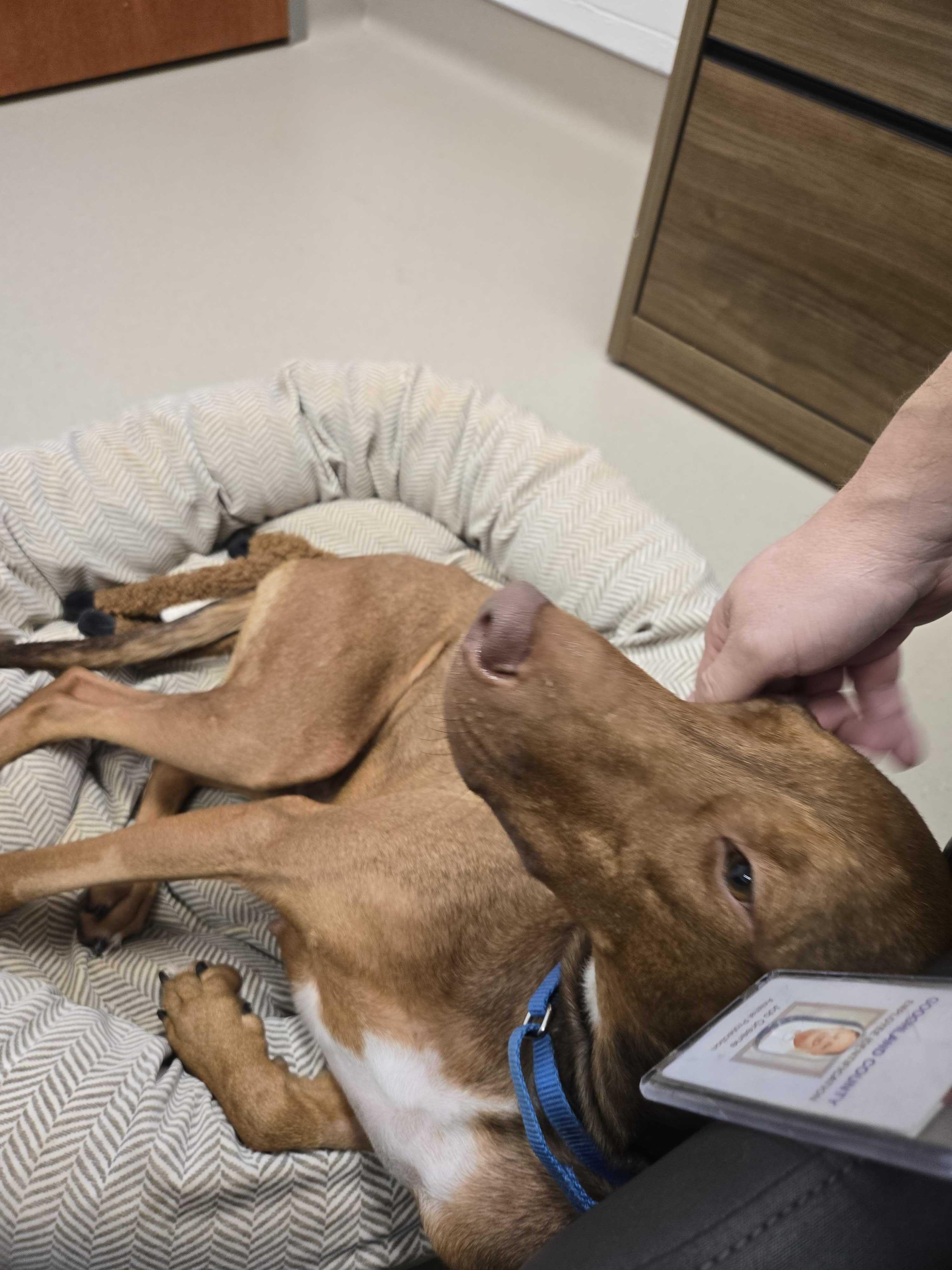 Enlarge Guinevere , a ADOPTABLE mixed breed in Maidens, VA image 4/5