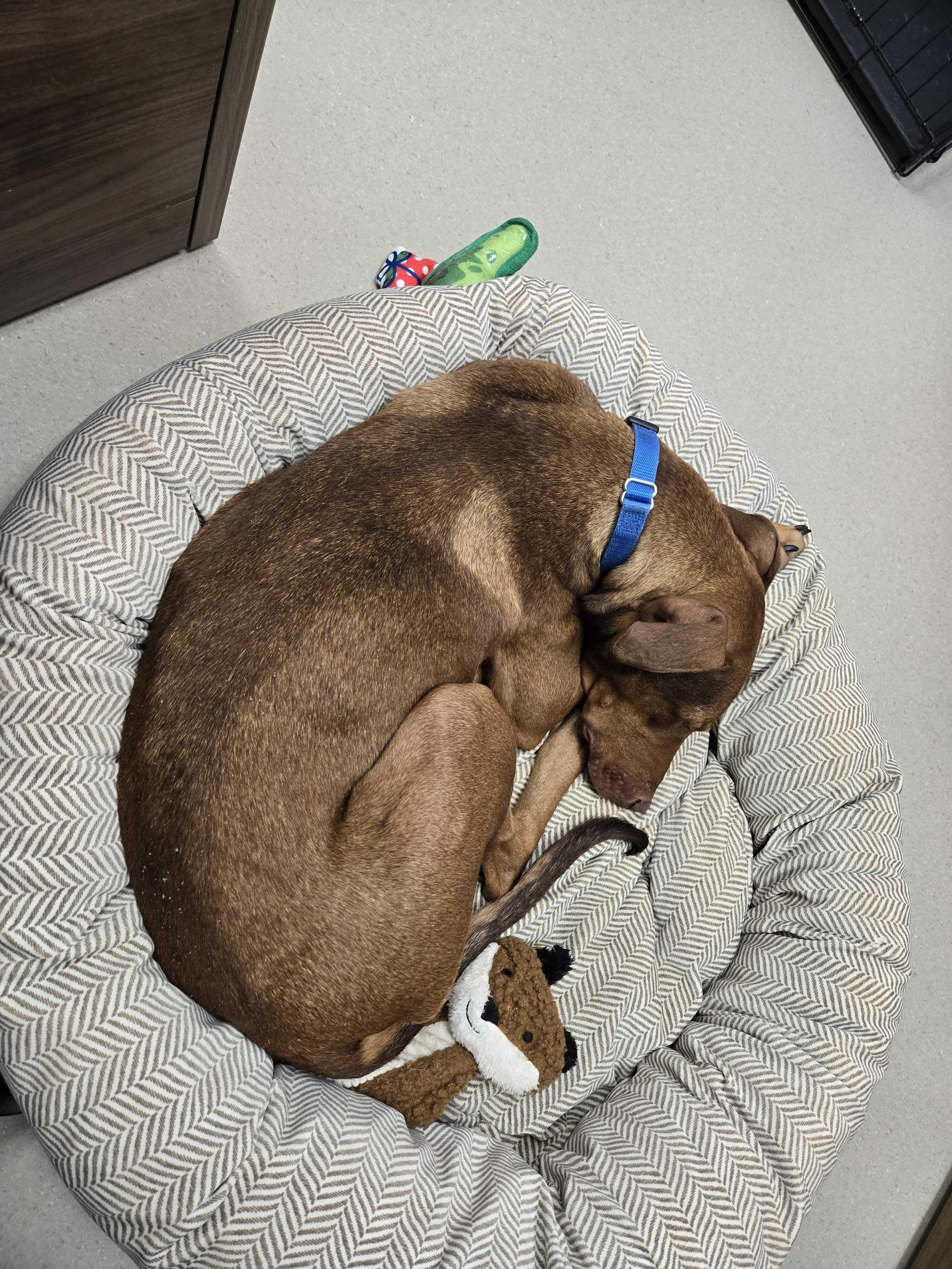 Enlarge Guinevere , a ADOPTABLE mixed breed in Maidens, VA image 5/5