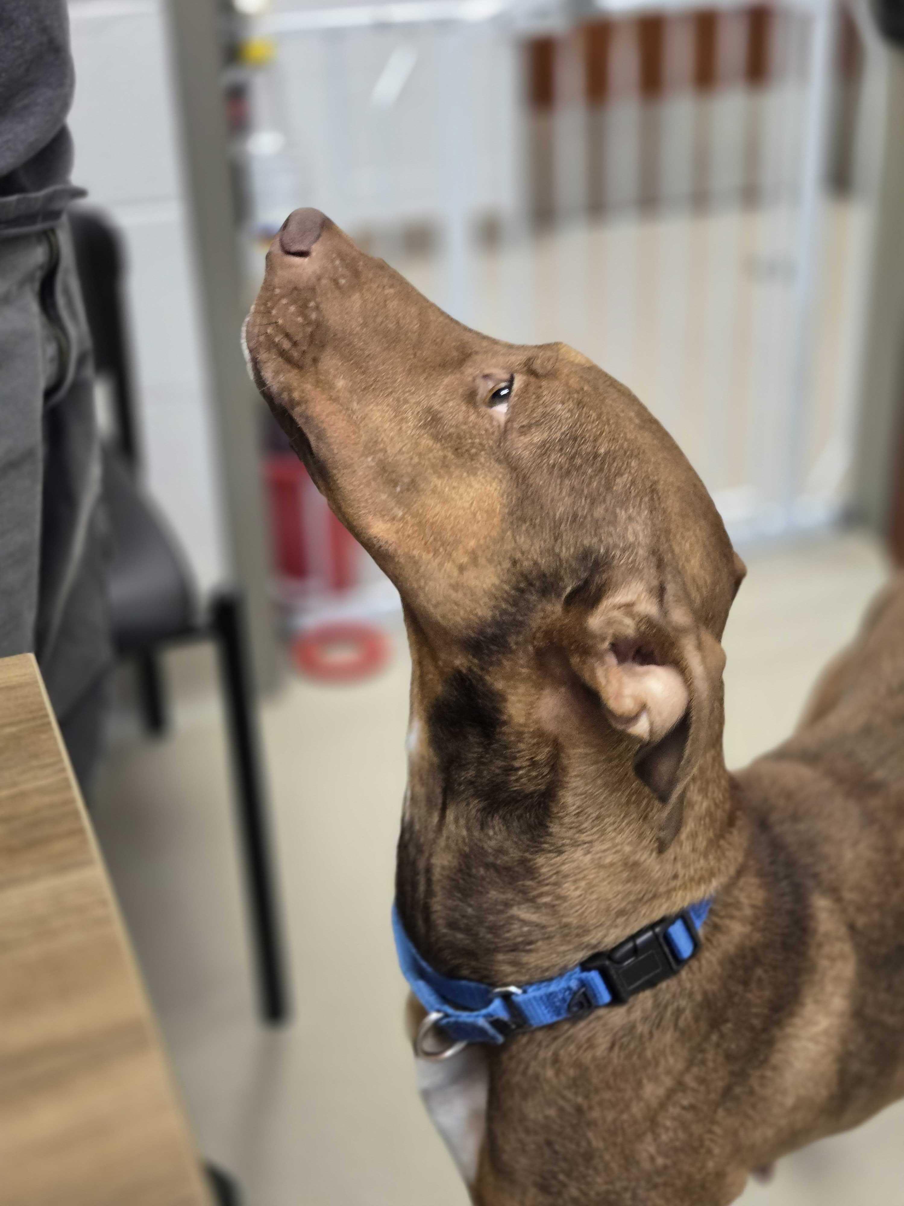 Enlarge Guinevere , a ADOPTABLE mixed breed in Maidens, VA image 2/5