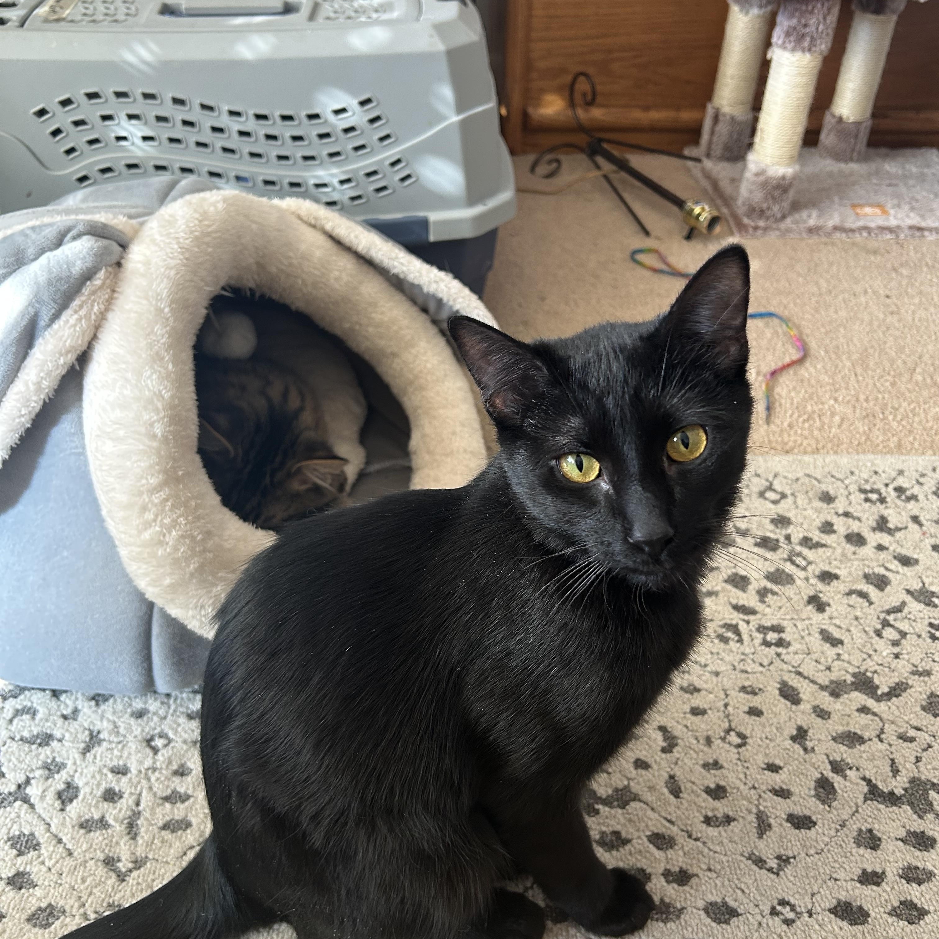 Crookie Monster and Casper, Baby Male Domestic Short Hair