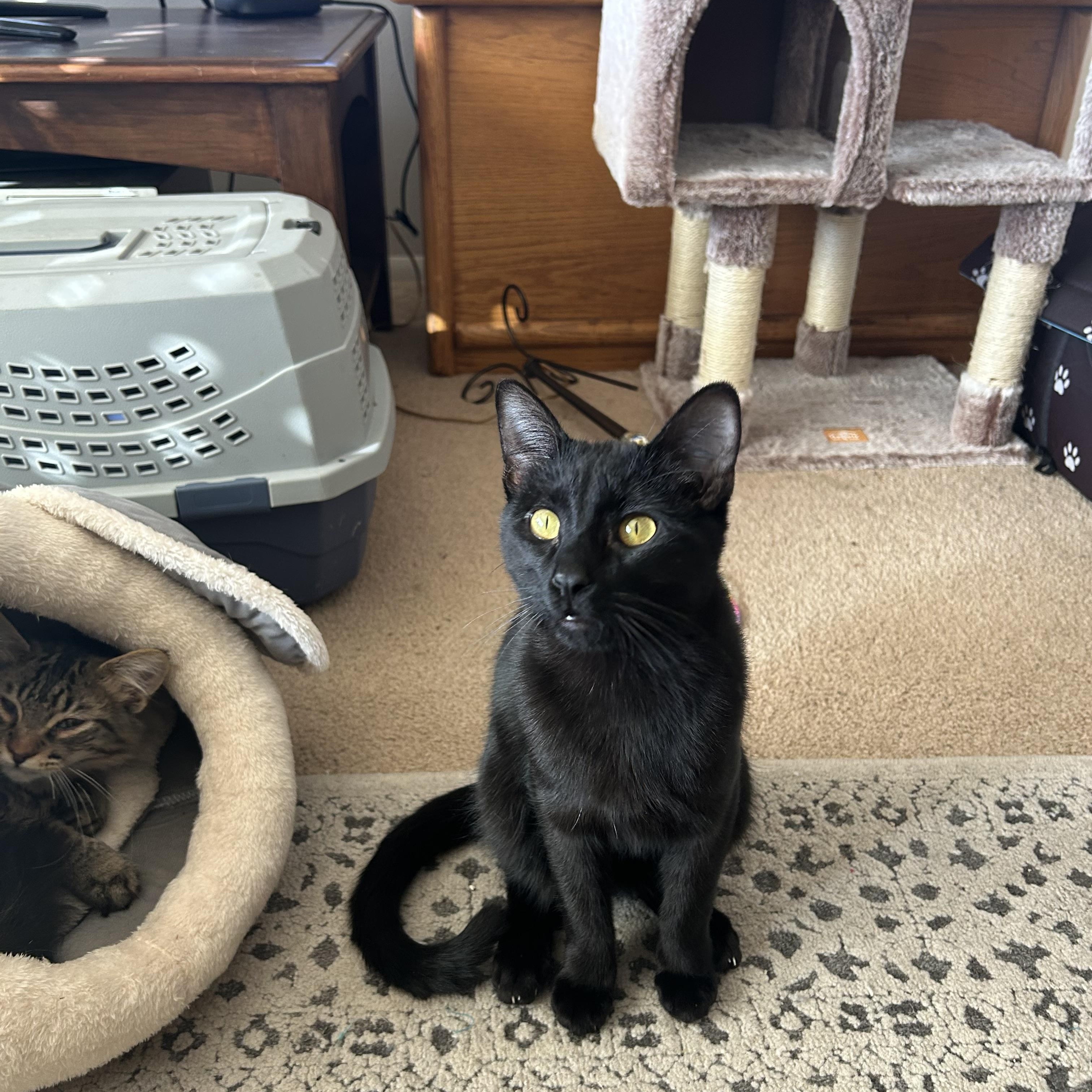 Crookie Monster and Casper, Adoptable, Young Male Domestic Short Hair.