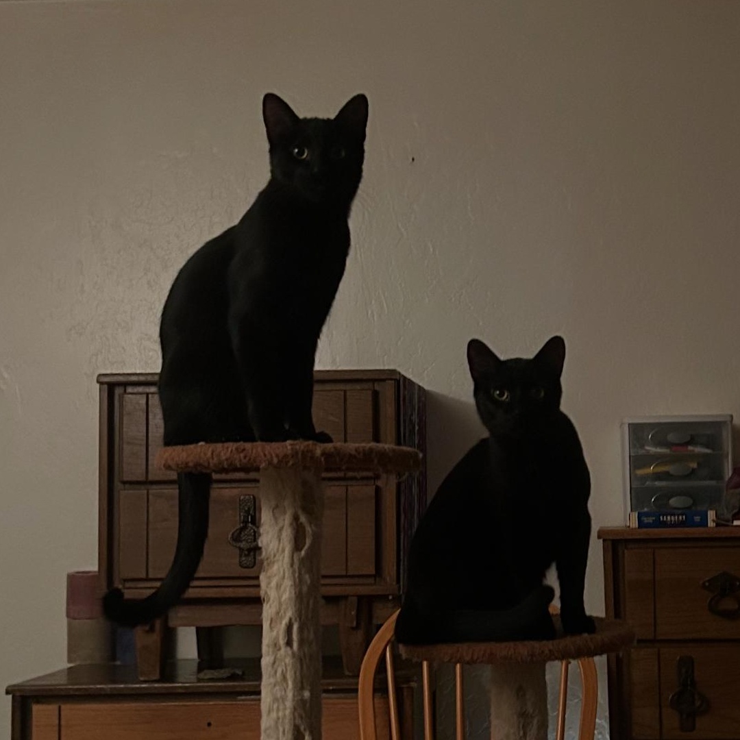 Crookie Monster and Casper, a Adoptable mixed breed in Prescott, AZ image 5/5