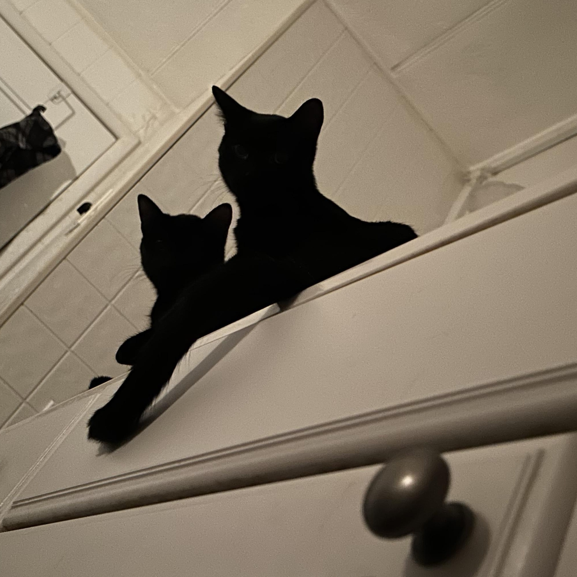 Crookie Monster and Casper, an adoptable Domestic Short Hair in Prescott, AZ, 86301 | Photo Image 3