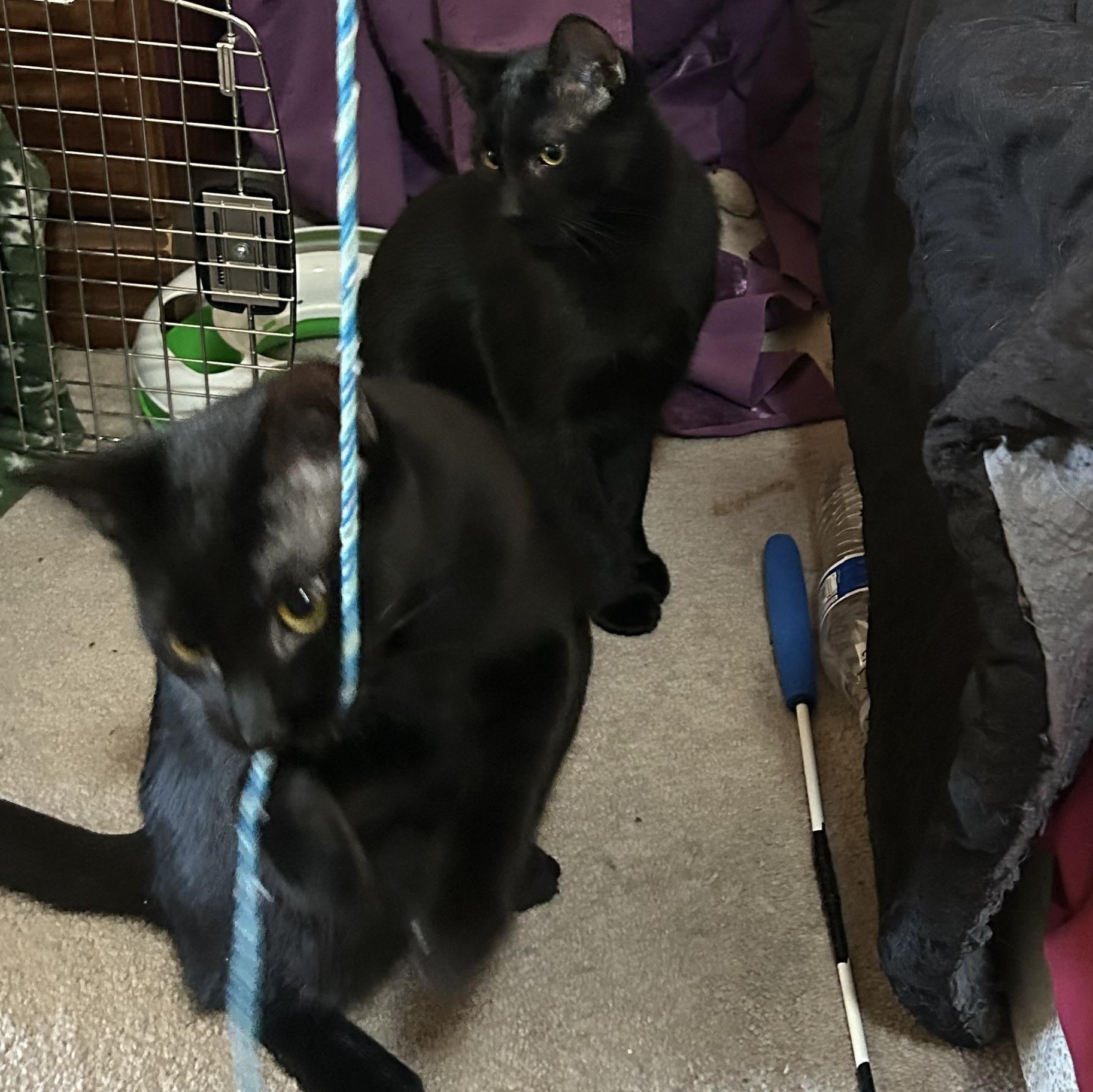 Crookie Monster and Casper, a Adoptable mixed breed in Prescott, AZ image 4/5