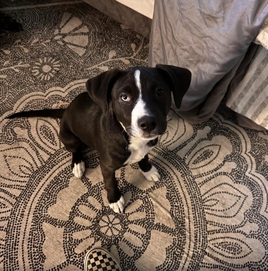 Enlarge Clancy / Chickie, a Adoptable mixed breed in Broomfield, CO image 1/5