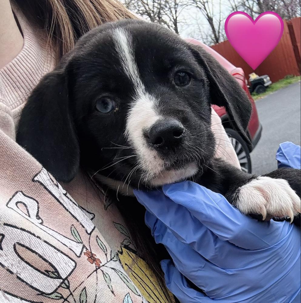 Clancy / Chickie, Adoptable, Puppy Female Labrador Retriever & Mixed Breed.