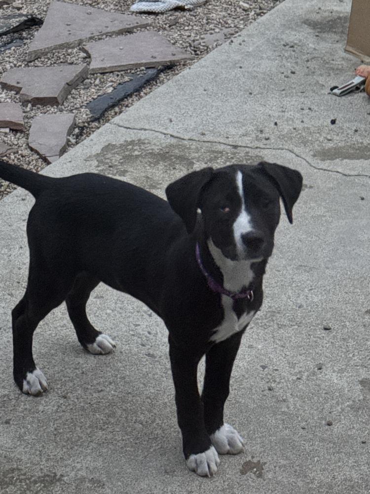 Enlarge Clancy / Chickie, a Adoptable mixed breed in Broomfield, CO image 3/5