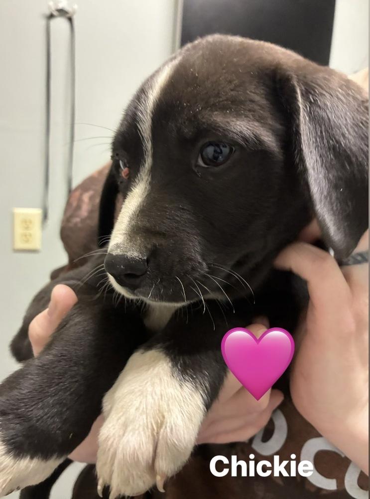 Enlarge Clancy / Chickie, a Adoptable mixed breed in Broomfield, CO image 2/2