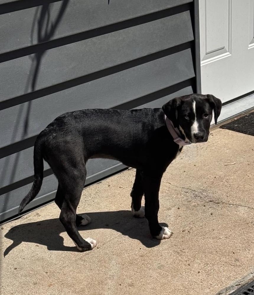 Enlarge Clancy / Chickie, a Adoptable mixed breed in Broomfield, CO image 5/5