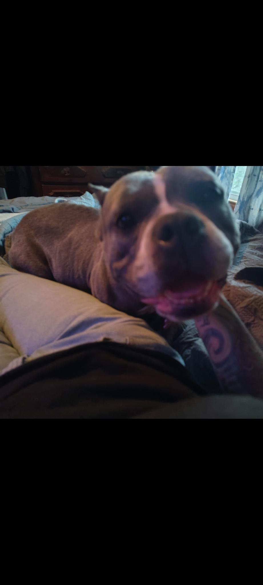Enlarge Athena, a ADOPTABLE American Bully in Lima, OH image 1/1