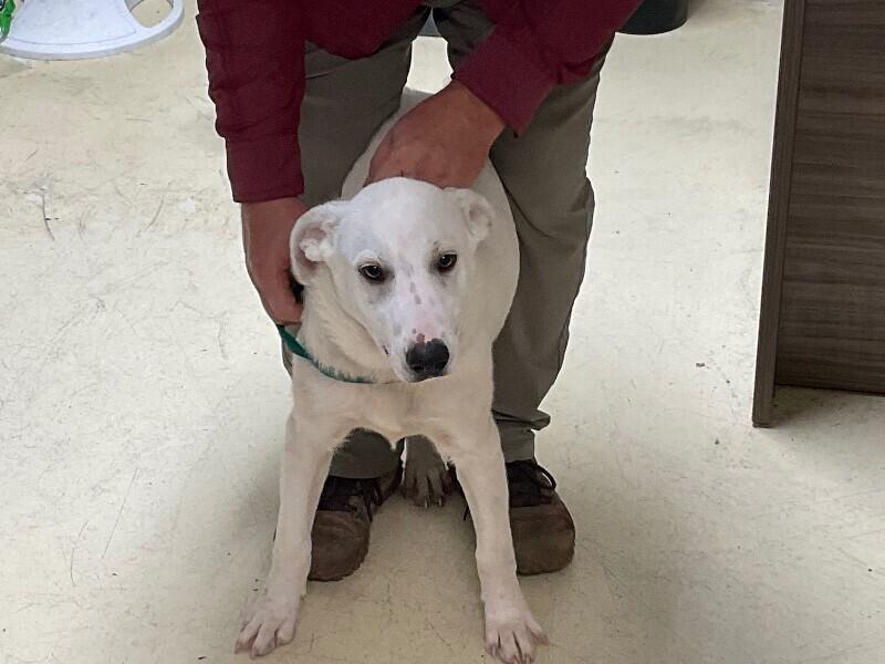 Enlarge Yeti 3-25-2026, a Adoptable mixed breed in Paris , TN image 1/1