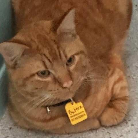Butter - Handsome & Quiet, adopted, Adult Male Tabby.