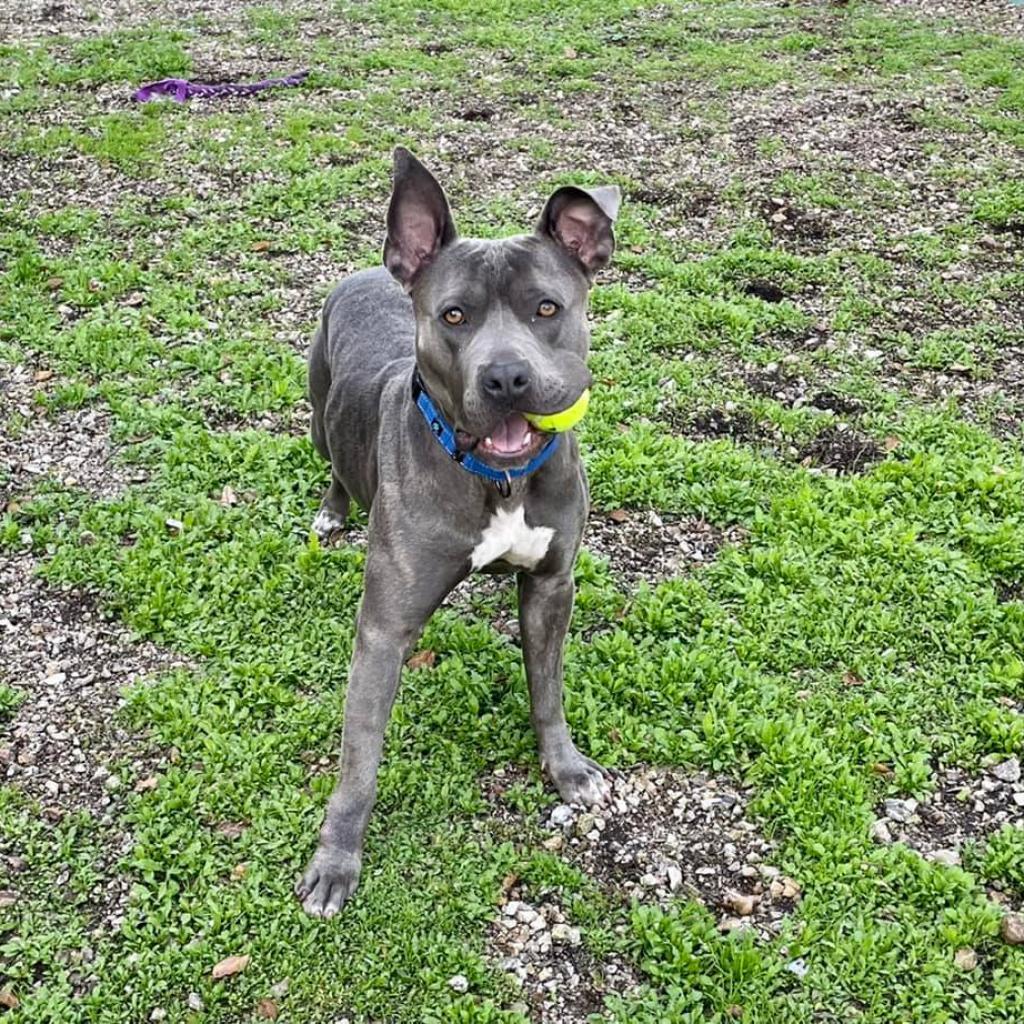 Lola, Adoptable, Senior Female American Staffordshire Terrier.