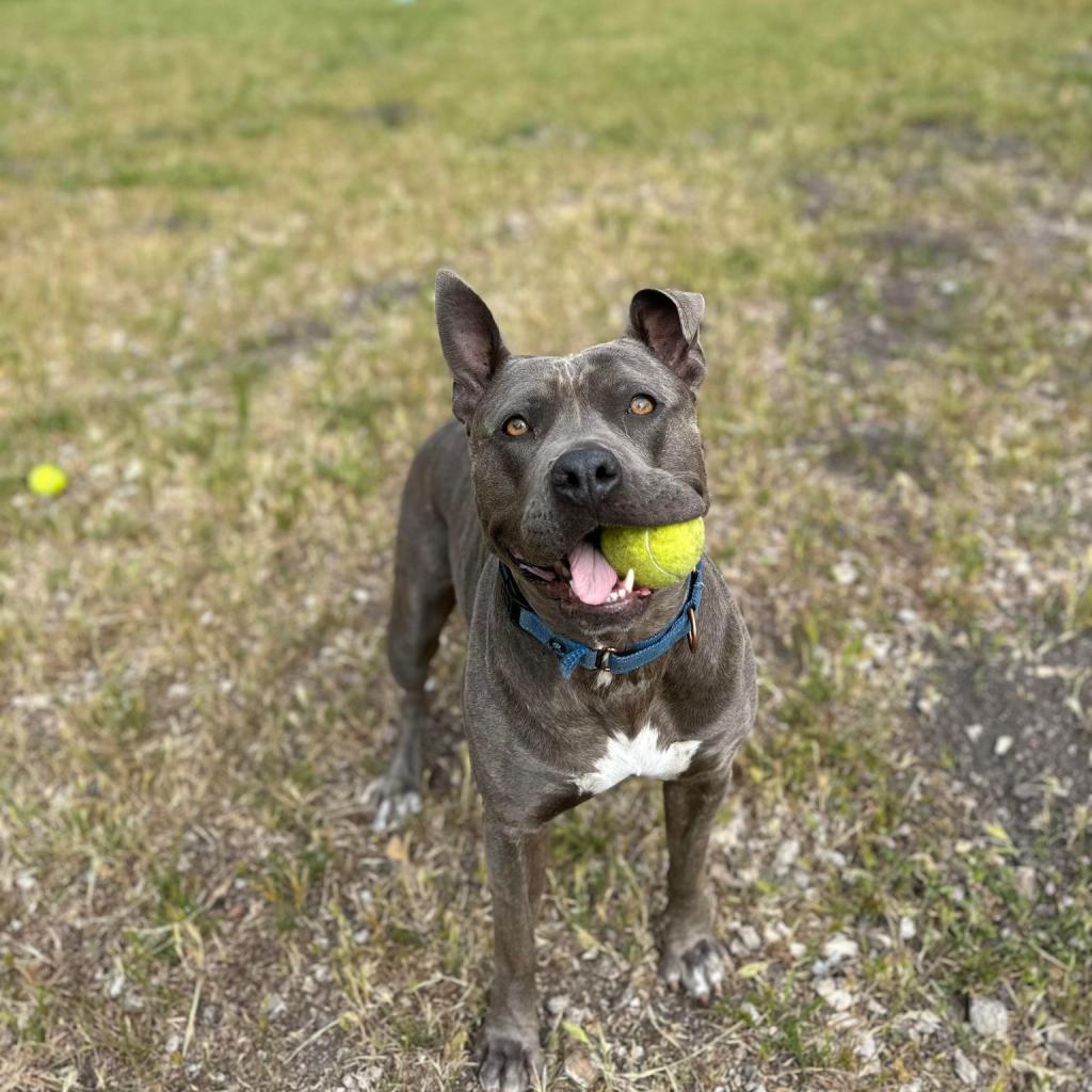 Enlarge Lola, a Adoptable American Staffordshire Terrier in Lompoc, CA image 2/6