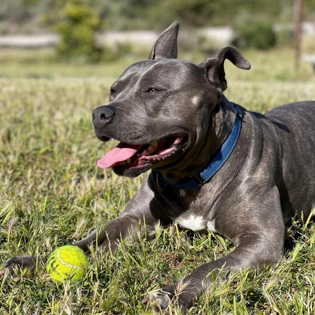 Enlarge Lola, a Adoptable American Staffordshire Terrier in Lompoc, CA image 3/6