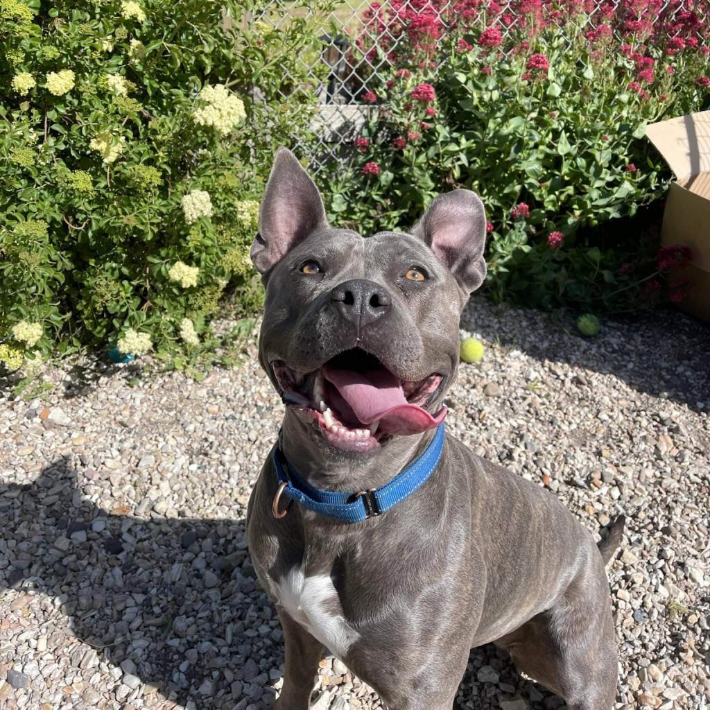 Enlarge Lola, a Adoptable American Staffordshire Terrier in Lompoc, CA image 6/6