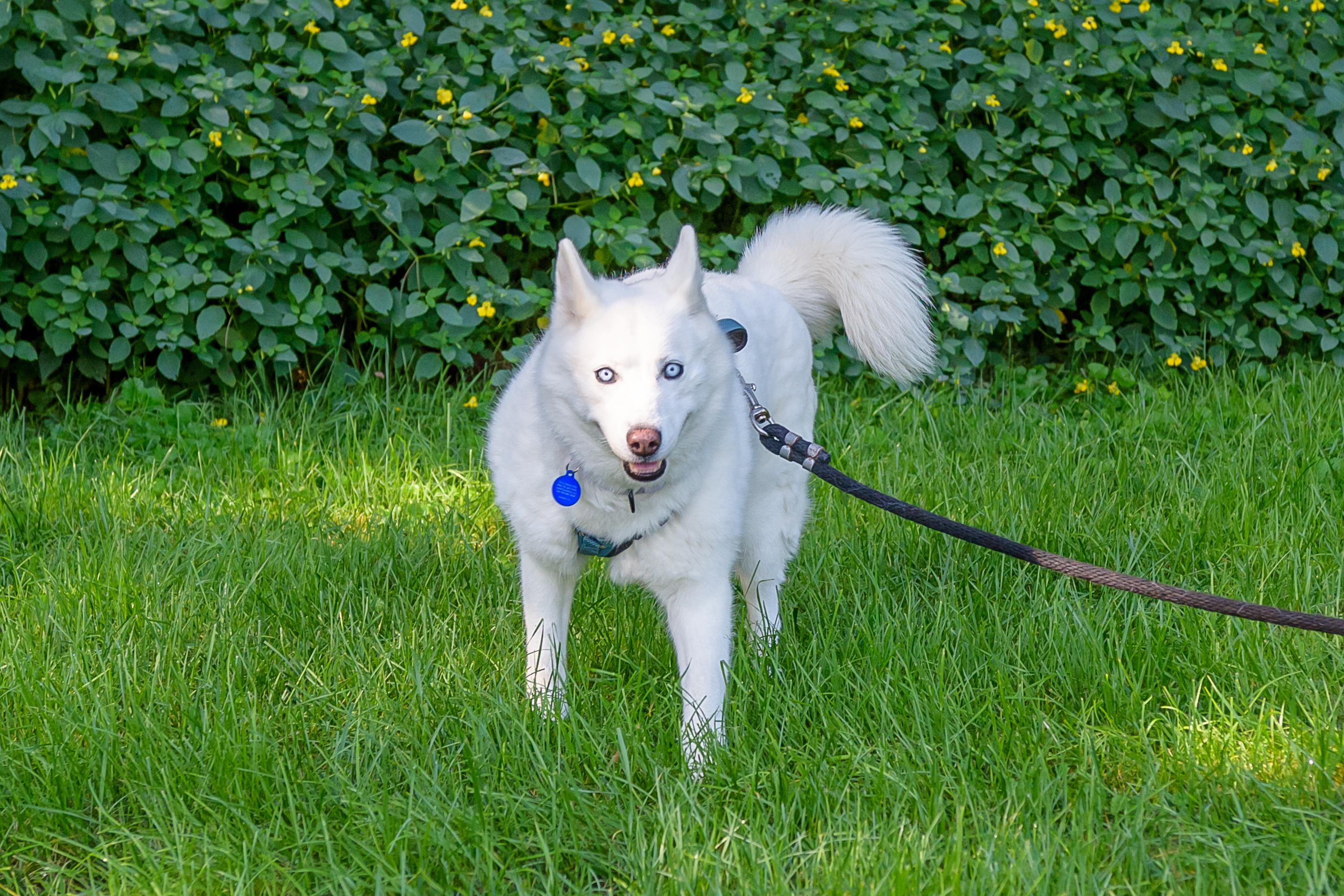 Lizzie, Adoptable, Senior Female Siberian Husky.