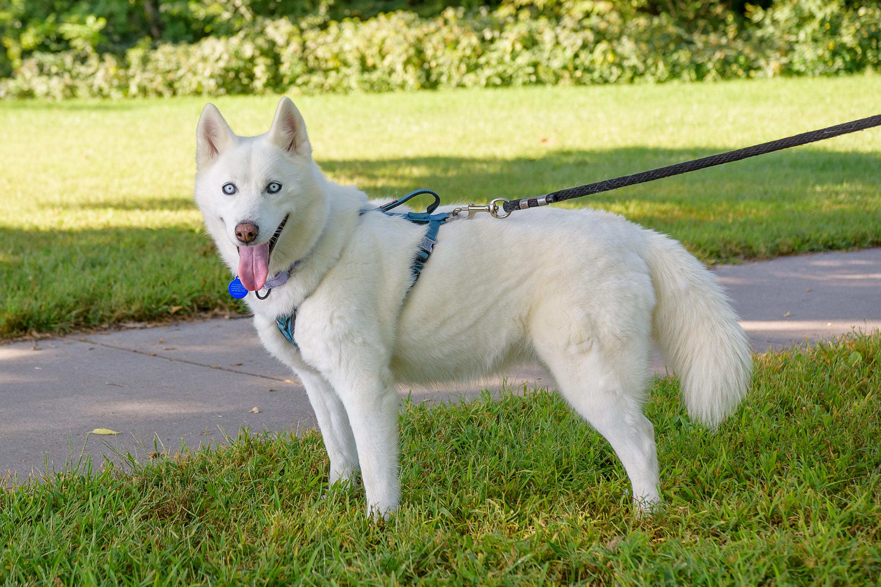 Lizzie, a Adoptable Siberian Husky image 2/3