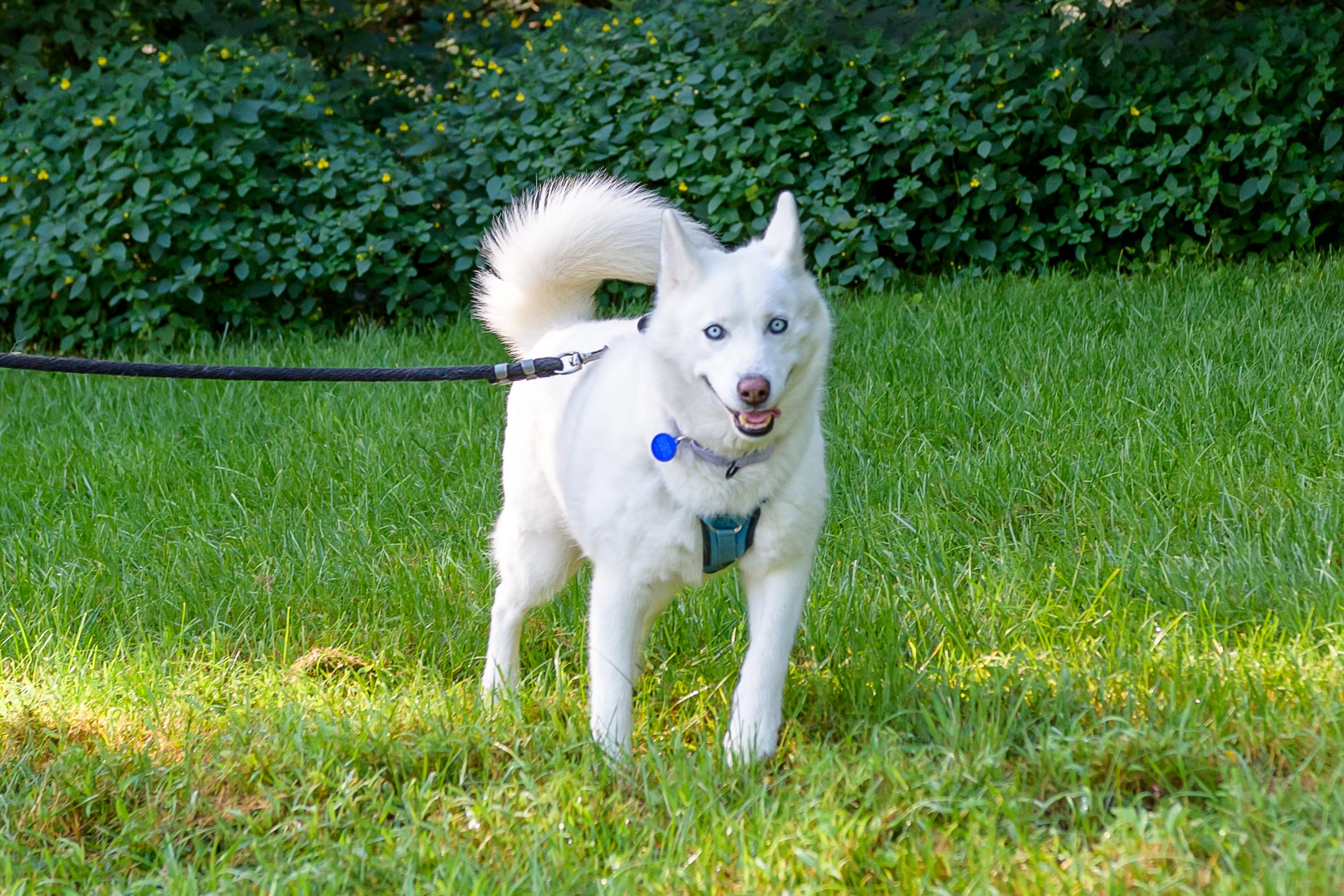 Lizzie, a Adoptable Siberian Husky image 3/3