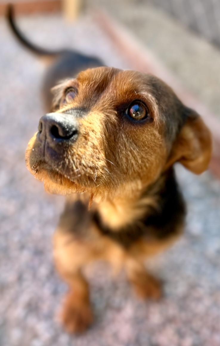 Enya (Lowrider)