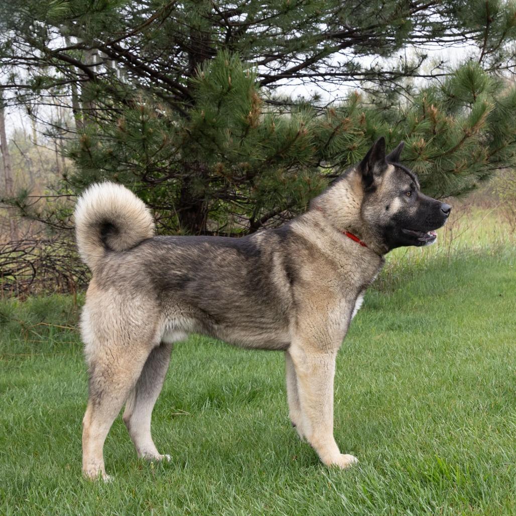 Enlarge Kuma, a Adoptable mixed breed in Erie, PA image 1/6