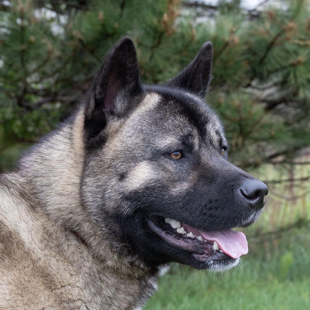 Enlarge Kuma, a Adoptable mixed breed in Erie, PA image 2/6