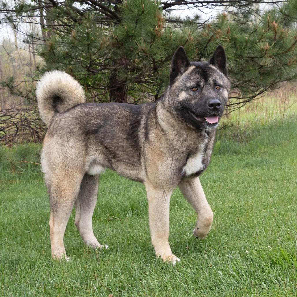 Enlarge Kuma, a Adoptable mixed breed in Erie, PA image 3/6