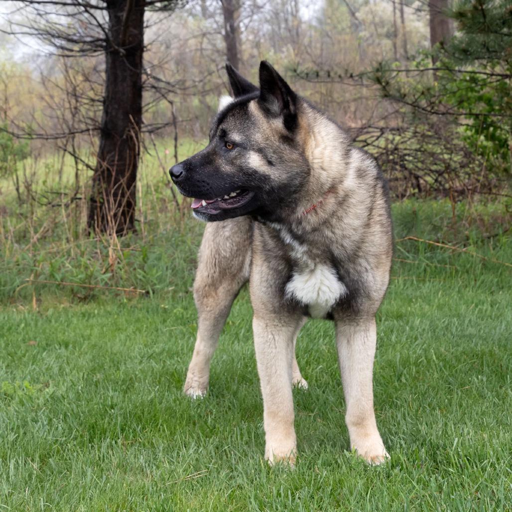 Enlarge Kuma, a Adoptable mixed breed in Erie, PA image 4/6