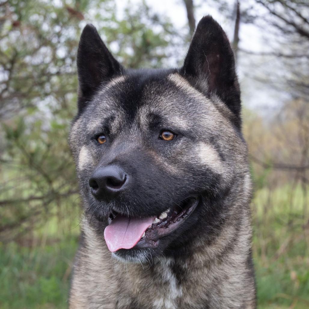 Enlarge Kuma, a Adoptable mixed breed in Erie, PA image 5/6