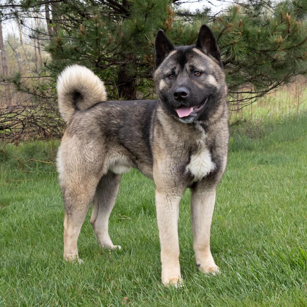 Enlarge Kuma, a Adoptable mixed breed in Erie, PA image 6/6