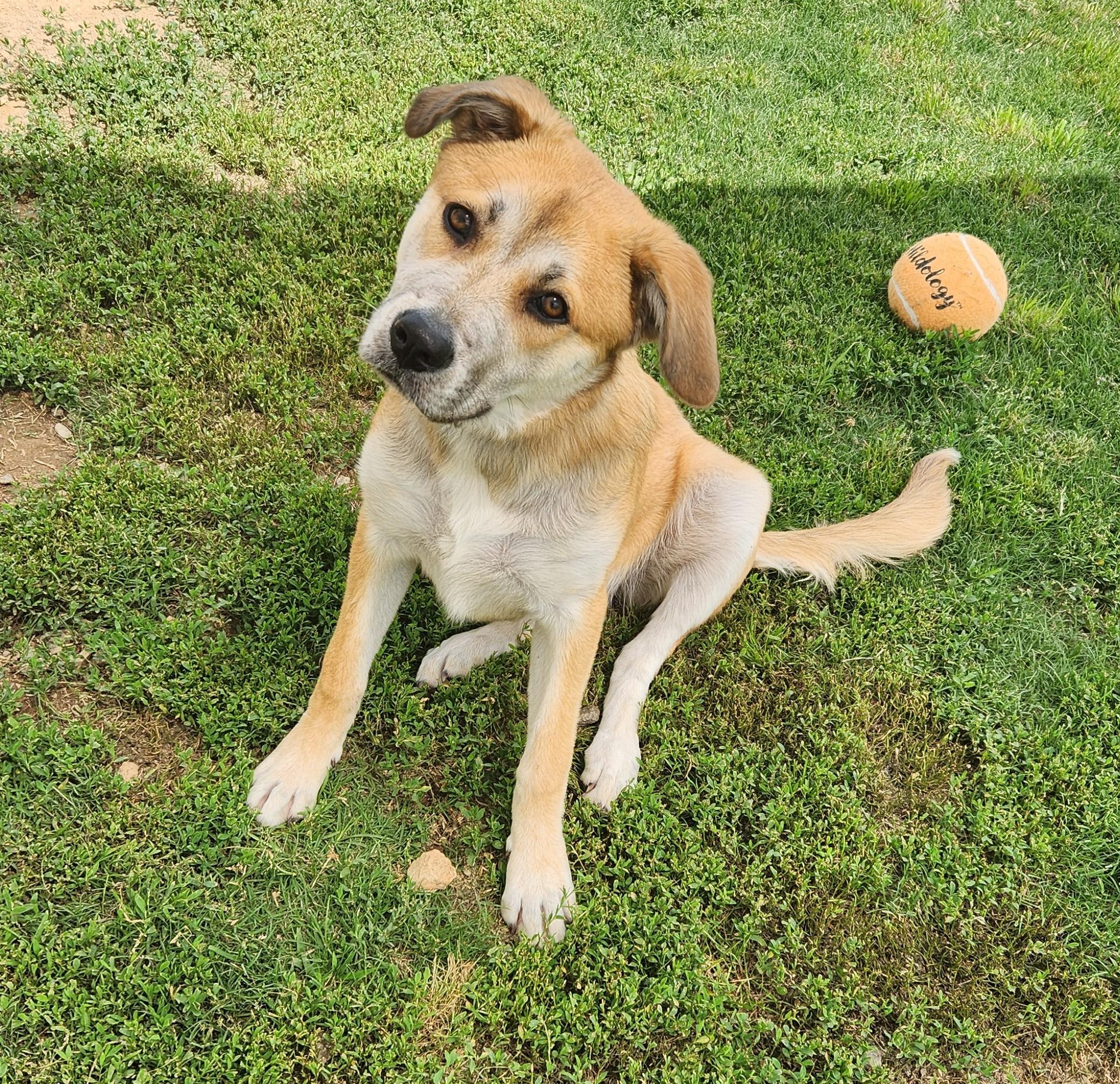 Winnie, a ADOPTABLE mixed breed in Siloam Springs, AR image 4/5