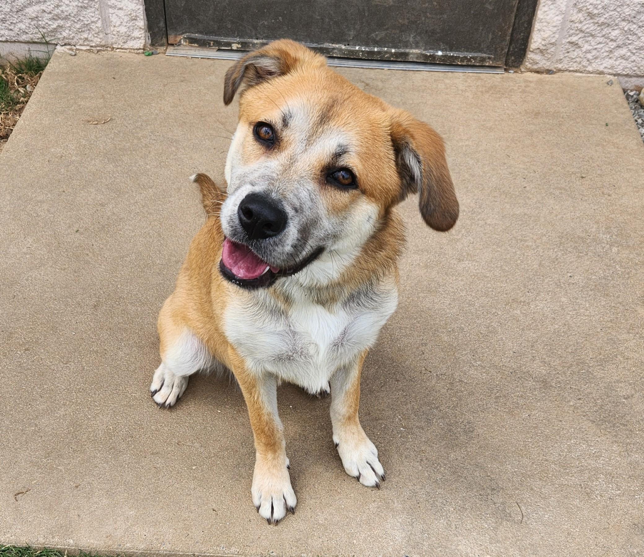 Winnie, a ADOPTABLE mixed breed in Siloam Springs, AR image 2/5