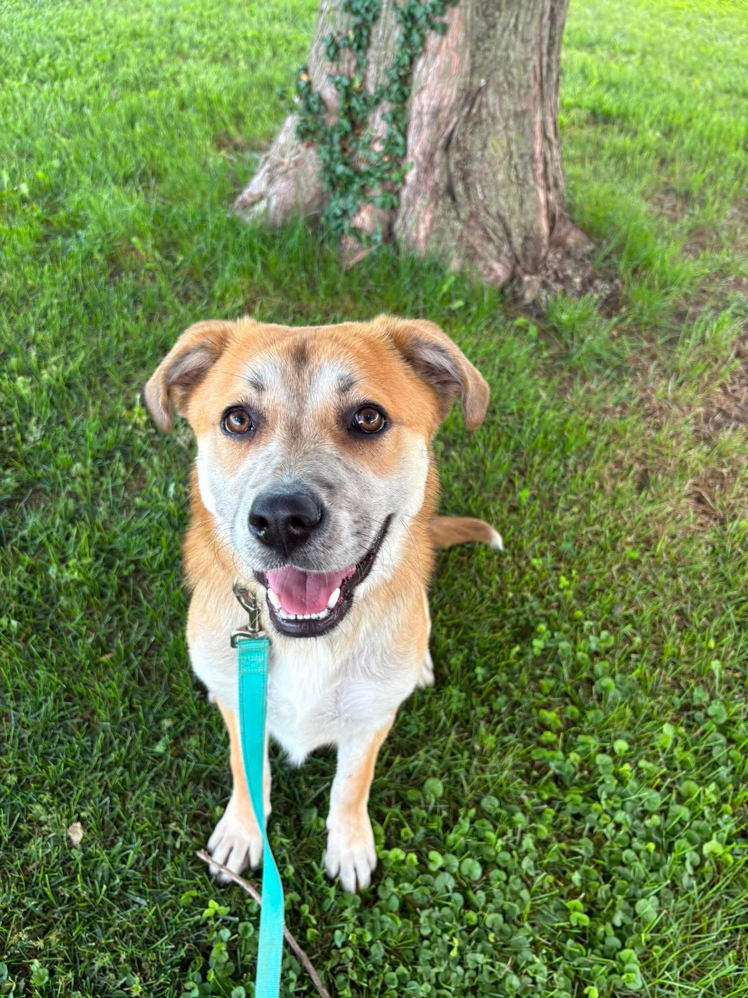Winnie, a ADOPTABLE mixed breed in Siloam Springs, AR image 1/5