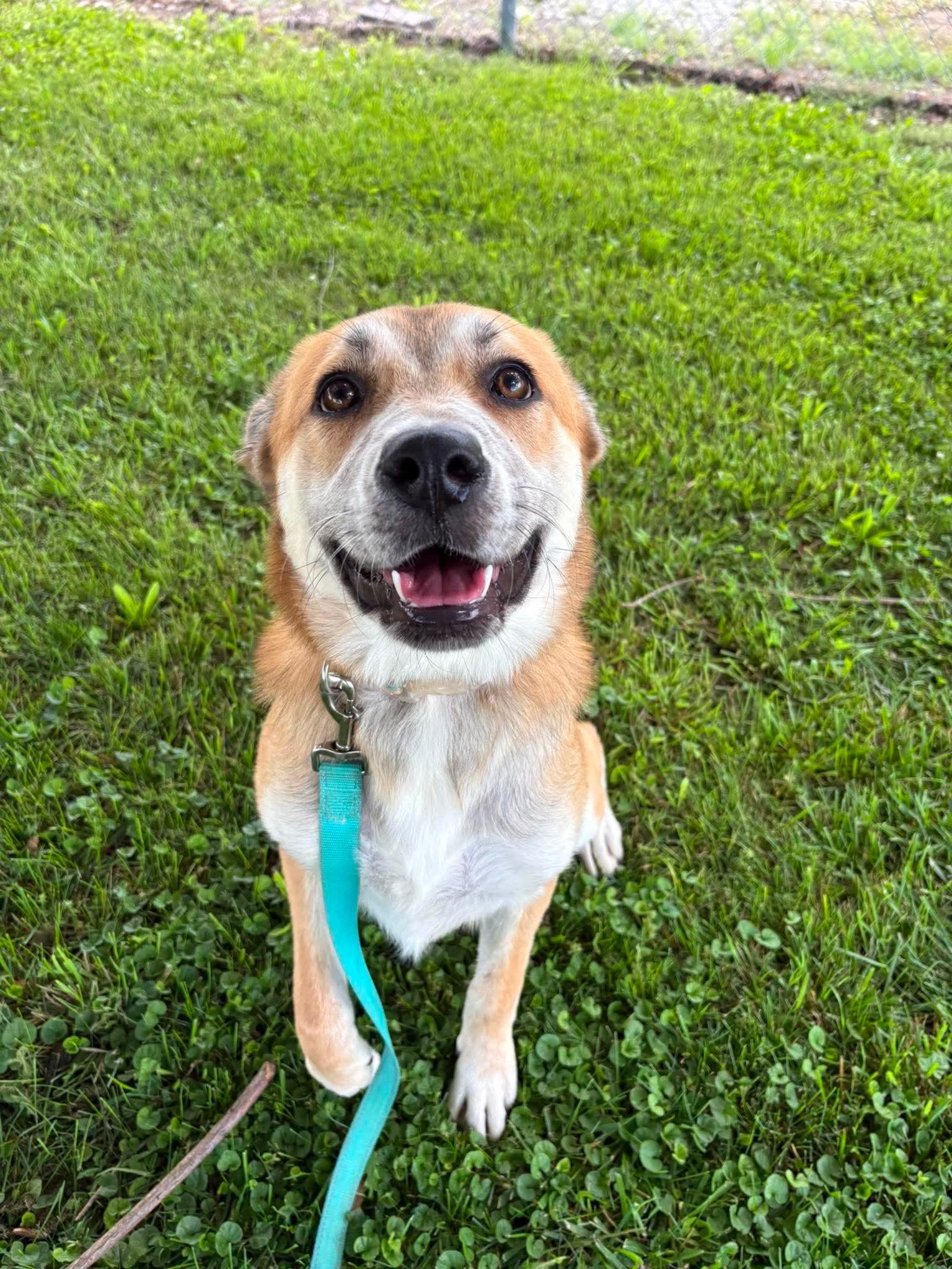 Winnie, a ADOPTABLE mixed breed in Siloam Springs, AR image 5/5