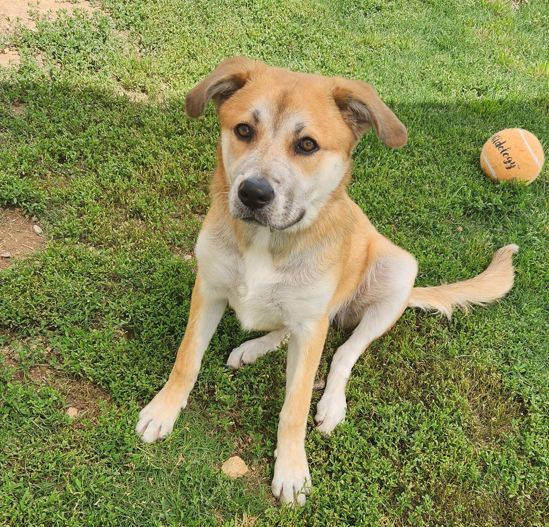Winnie, a ADOPTABLE mixed breed in Siloam Springs, AR image 3/5