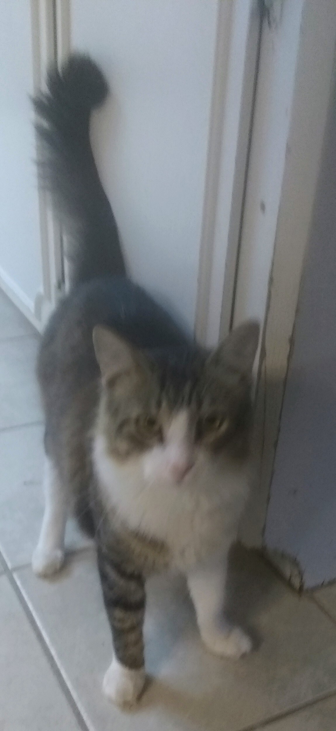 Toto, a Adoptable Domestic Medium Hair in Houston, TX image 1/4