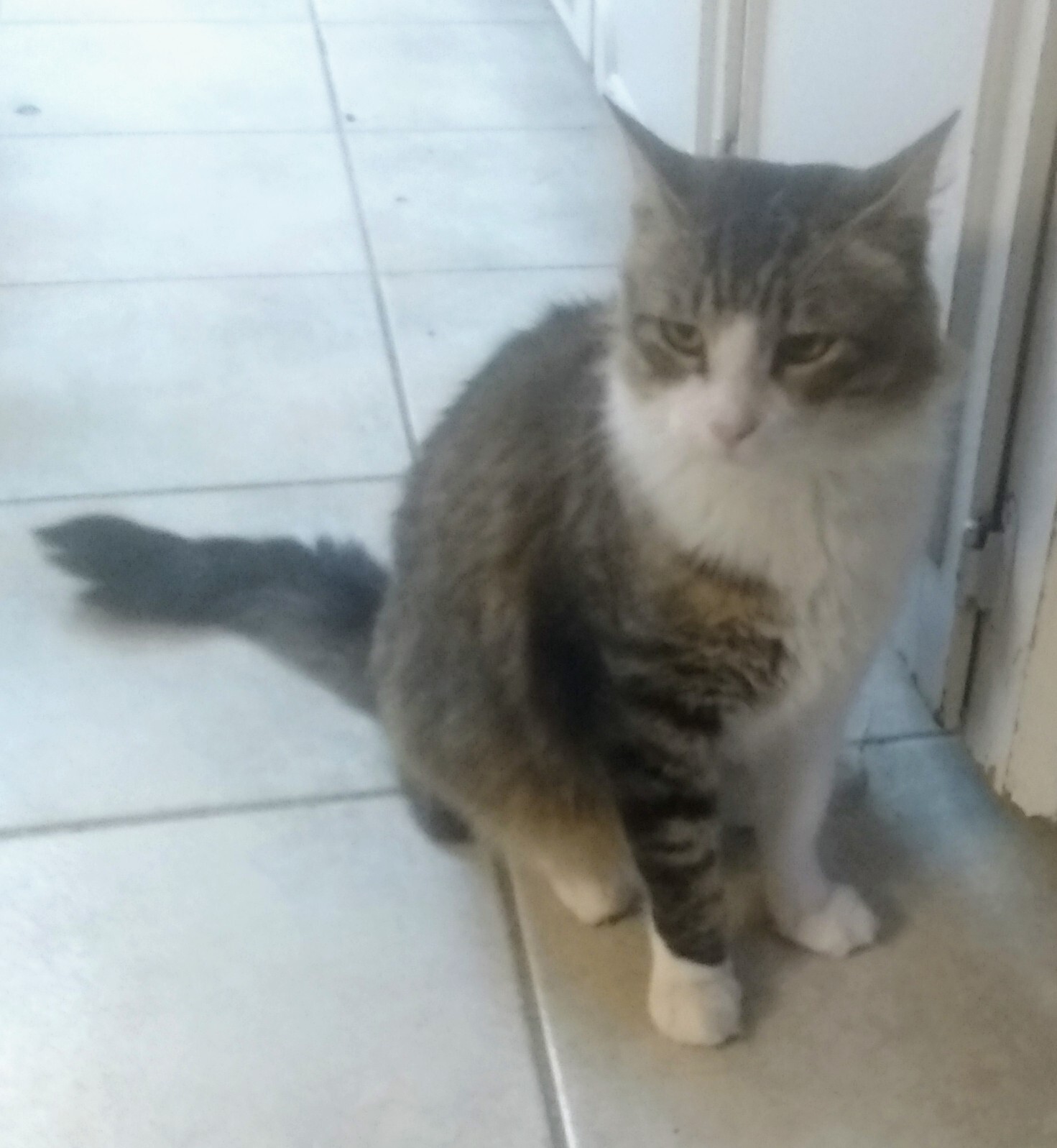 Toto, a Adoptable Domestic Medium Hair in Houston, TX image 2/4