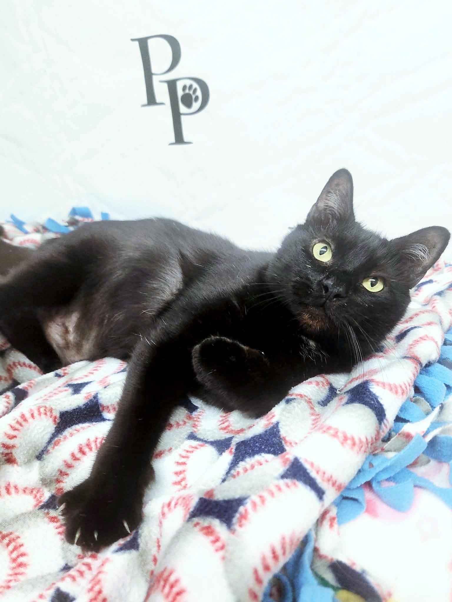 Vampurr, Adoptable, Adult Male Domestic Short Hair.