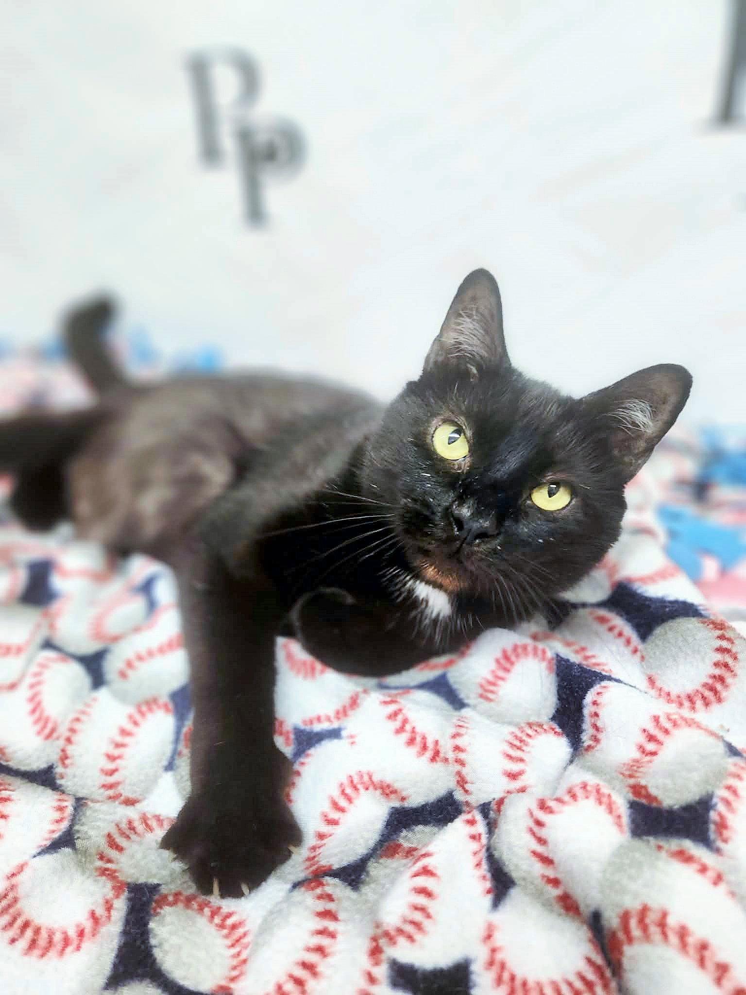 Enlarge Vampurr, a Adoptable Domestic Short Hair in Social Circle, GA image 2/3