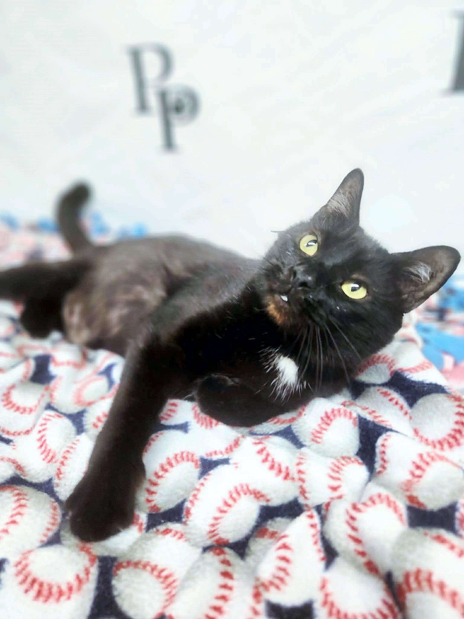 Enlarge Vampurr, a Adoptable Domestic Short Hair in Social Circle, GA image 3/3